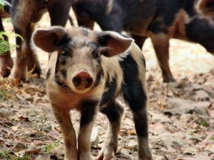 New Law Could Bring a Pork Shortage to California